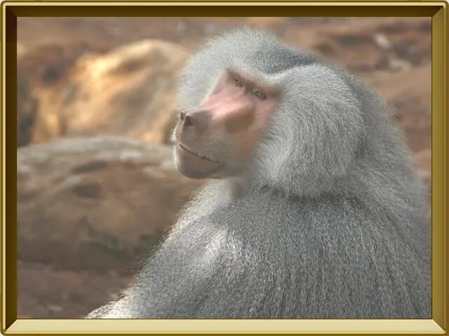 Гвинейский бабуин. Павиан гамадрил бабуин. Павиан гамадрил. Мелкий павиан в желтой шубке 6. Павиан бабуин.