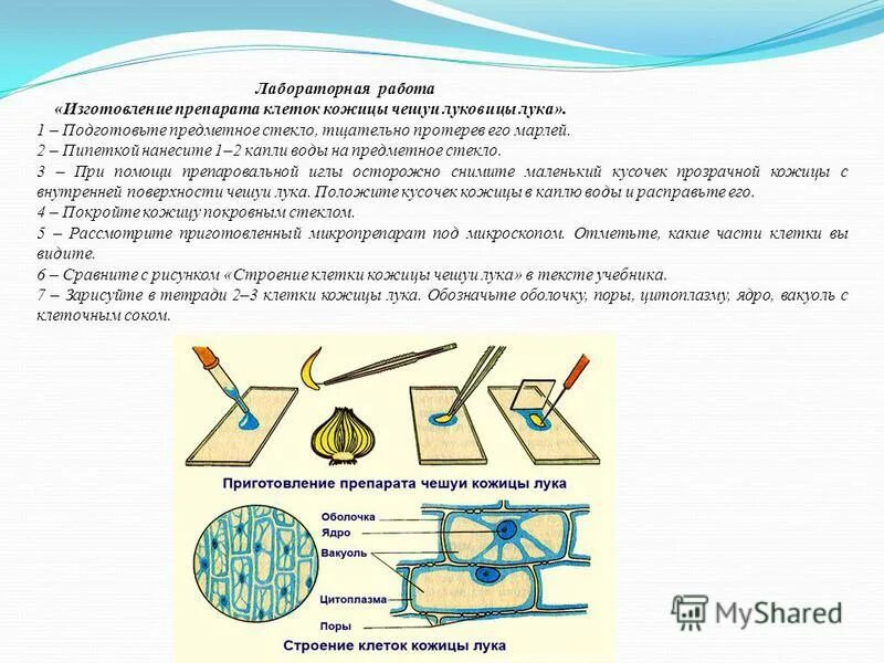 как приготовить препарат кожицы чешуи. приготовление препарата кожицы.