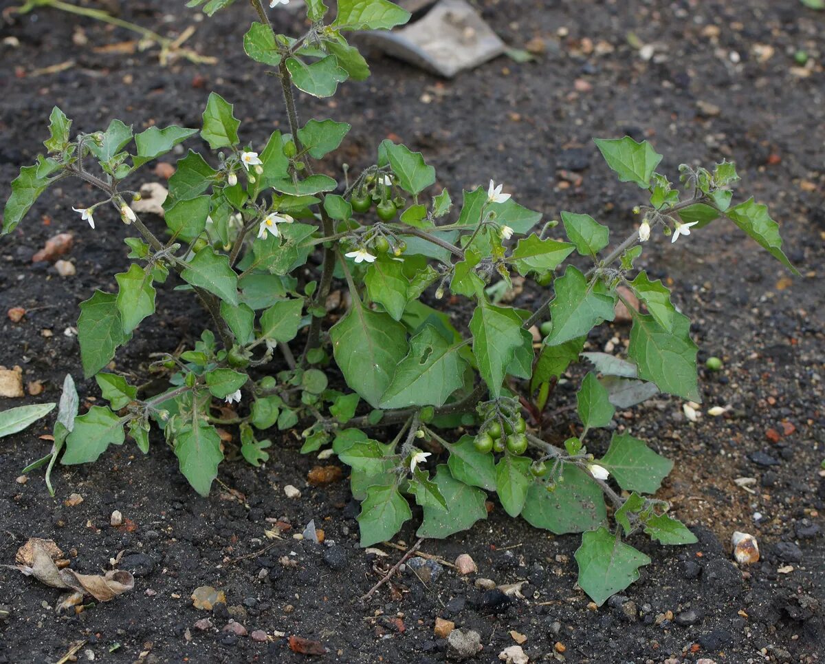 Паслен черный род. Паслен черный (Solanum nigrum). Паслен сорняк. Паслен дикий сорняк. Паслен Шультеза.