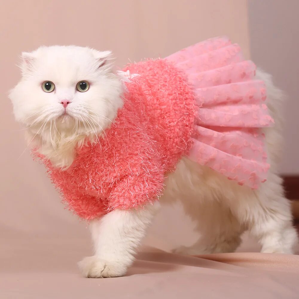 Фото розового котика. Одежда для кошек. Кошечка в платье. Котята в одежде. Розовые коты
