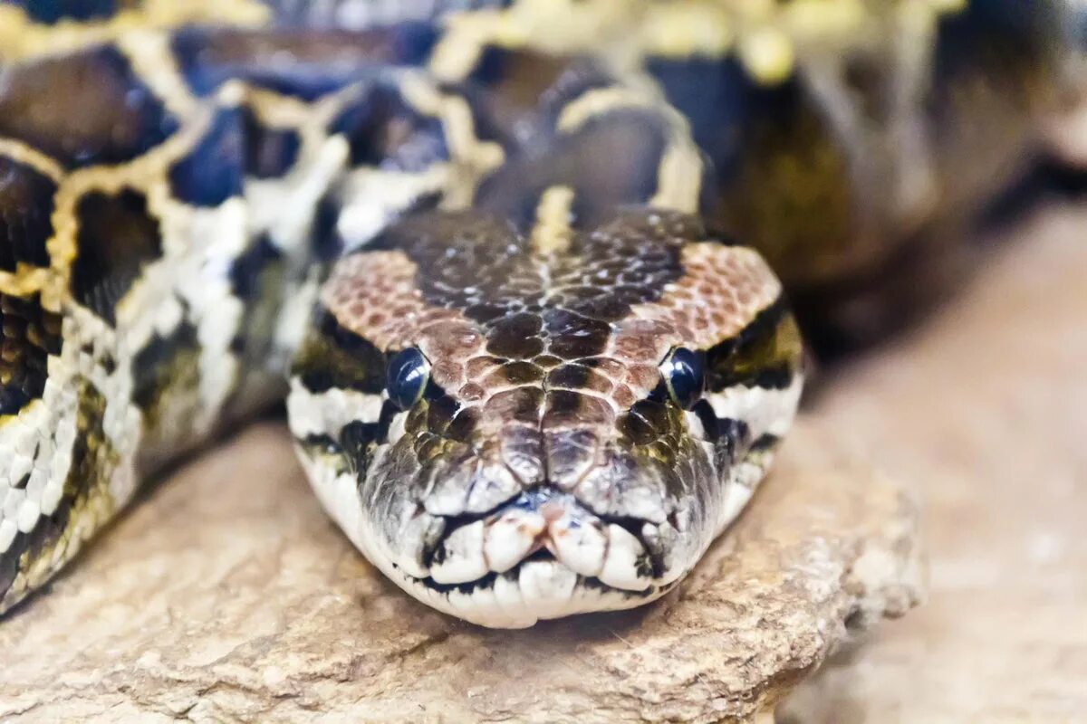 Head python