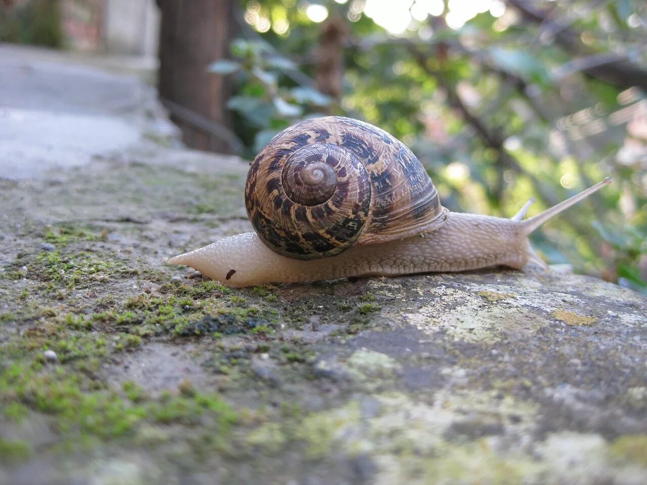 Улитка центр. Брюхоногие улитки раковина. Неретина солнечная рогатая. Улитка силуэт. Улитка водорослеед.