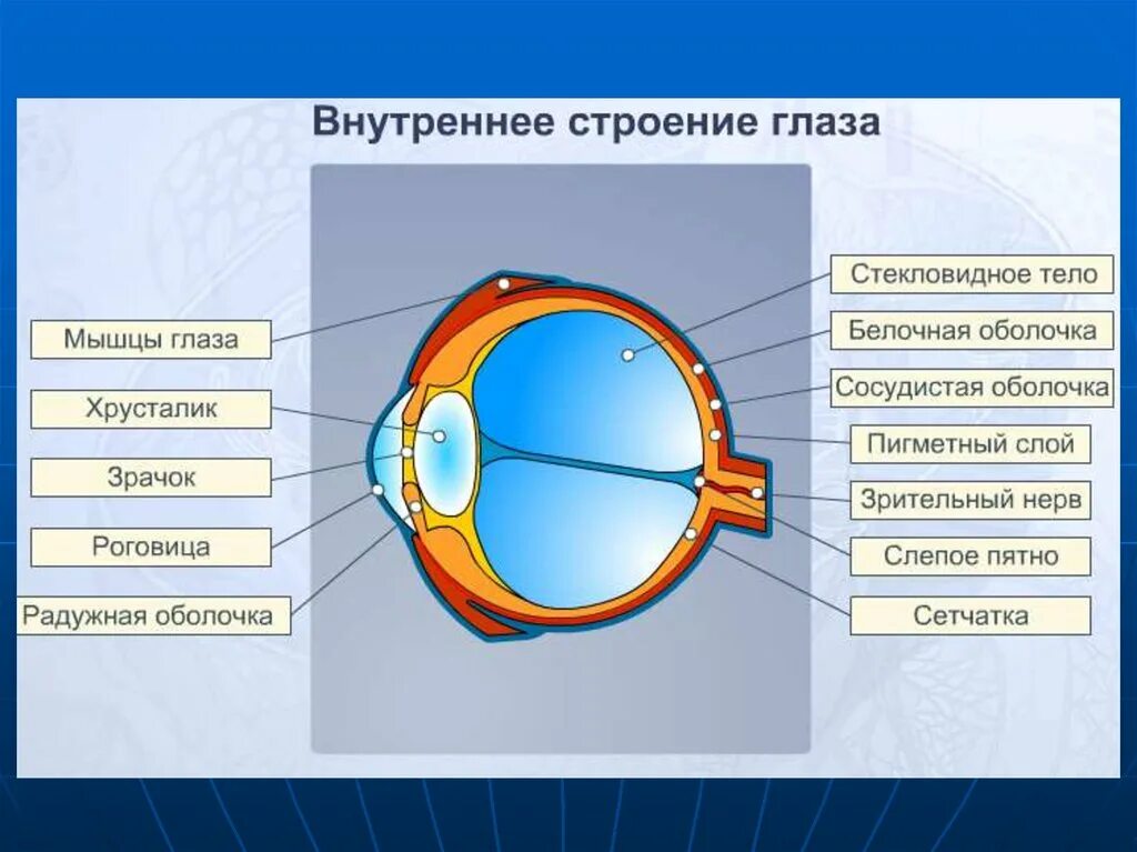 Зрительный анализатор строение ЕГЭ. Строение органов зрения и зрительного анализатора схема. Схема глаза зрительный анализатор. Строение зрительного анализатора периферическая часть глаза.