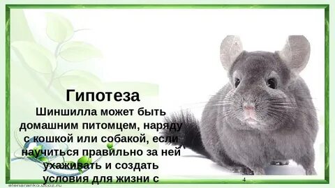 Шиншилла описание