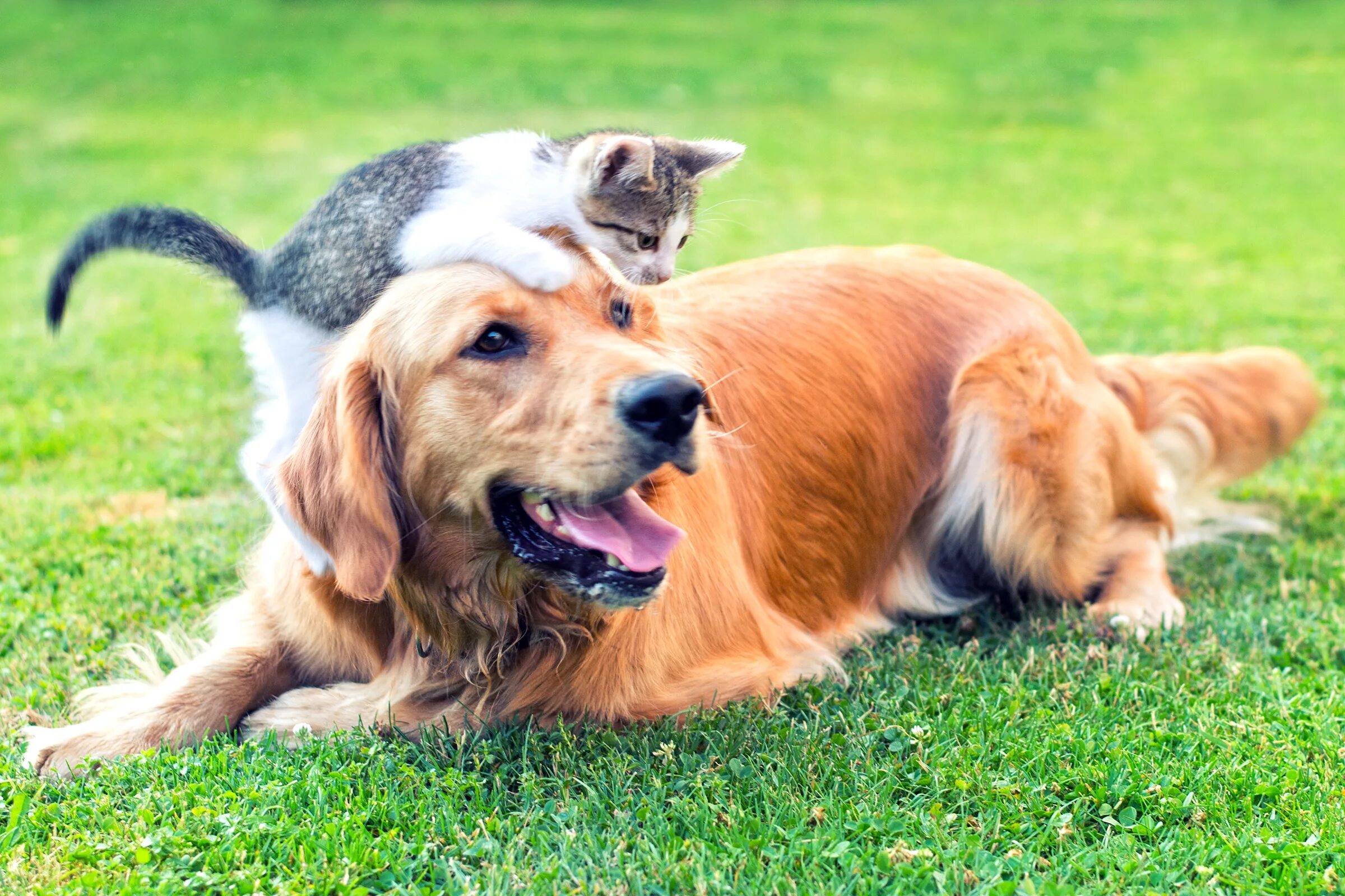 Pets википедия. Счастливые собаки и кошки. Здоровая собака. Фото кошек и собак. Собака летом.