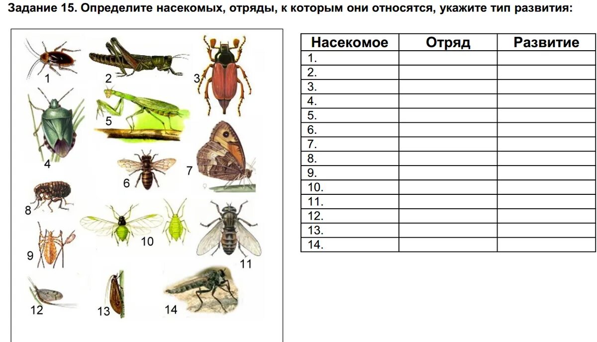 Тесты по биологии по насекомым. Отряды насекомых вредителей таблица. Типы насекомых 7 класс биология. Развитие отрядов насекомых таблица. Карточки по видам насекомых.