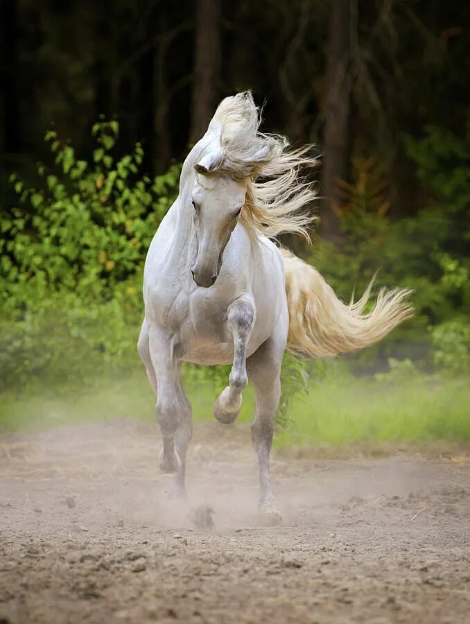 Убегающий конь. Белая лошадь. Лошадь бежит. Лошадь скачет.