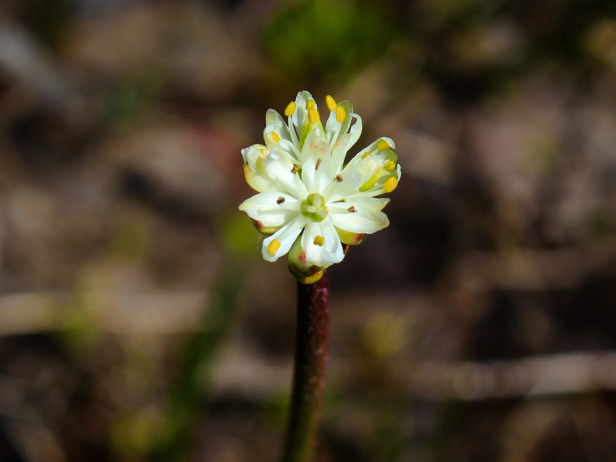 Цветок Triantha occidentalis. Triantha japonica. Patersonia occidentalis цветок. Тофильдия чашецветковая. 5 новых видов растений