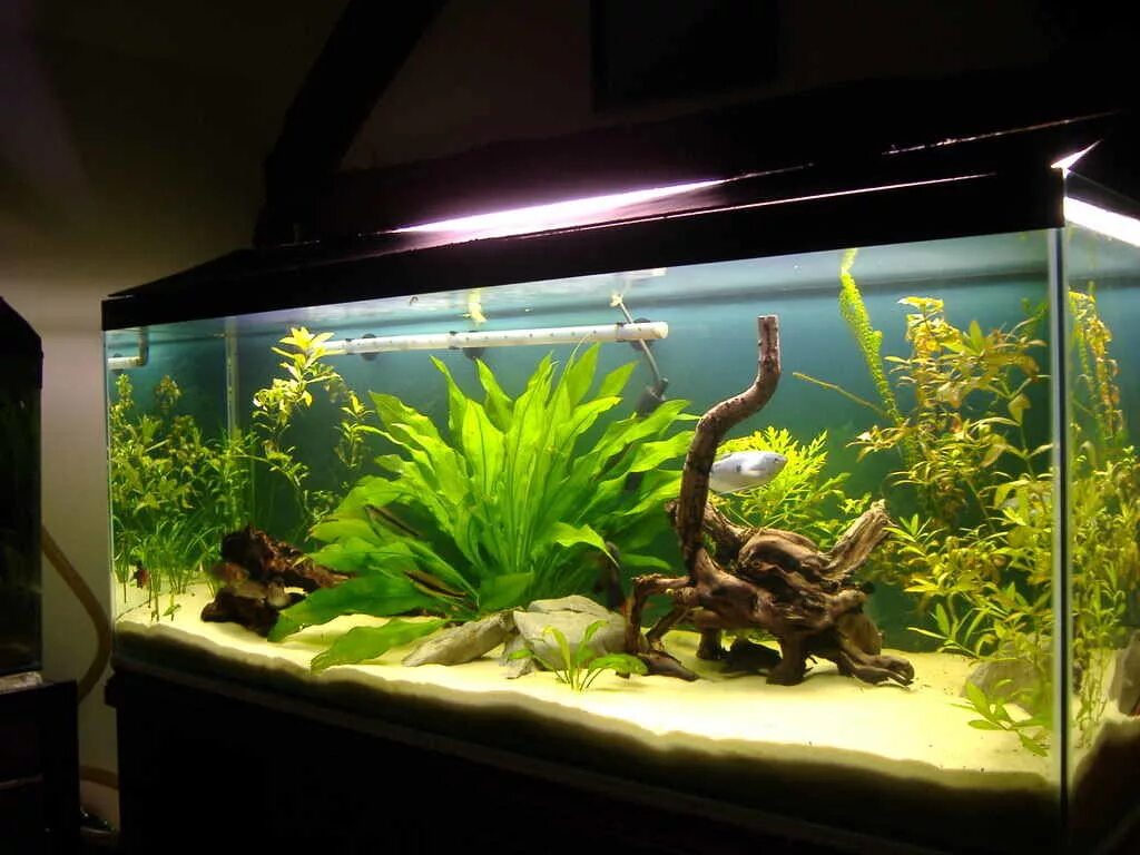 Выключать ли фильтр в аквариуме на ночь. Идеальный аквариум для рыб. Дизайн аквариума с золотыми рыбками. Аквариум со скаляриями оформление. Аквариум с одной рыбкой.