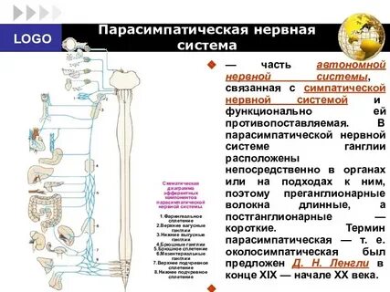 Парасимпатическая нервная система снижает