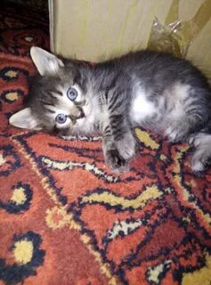 Котенок волгоград отдам в добрые