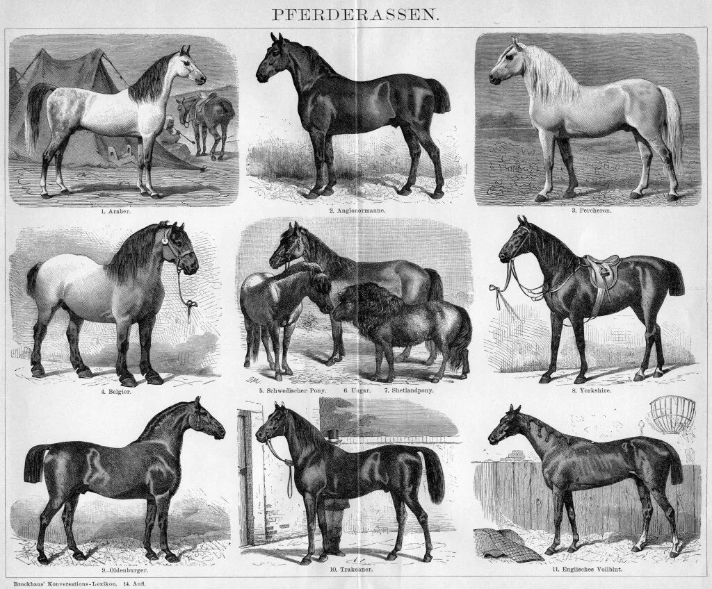 Породы домашних животных 2 класс. Разновидности лошадей. Искусственные породы животных. Многообразие пород животных. Сообщение о породе домашних животных.