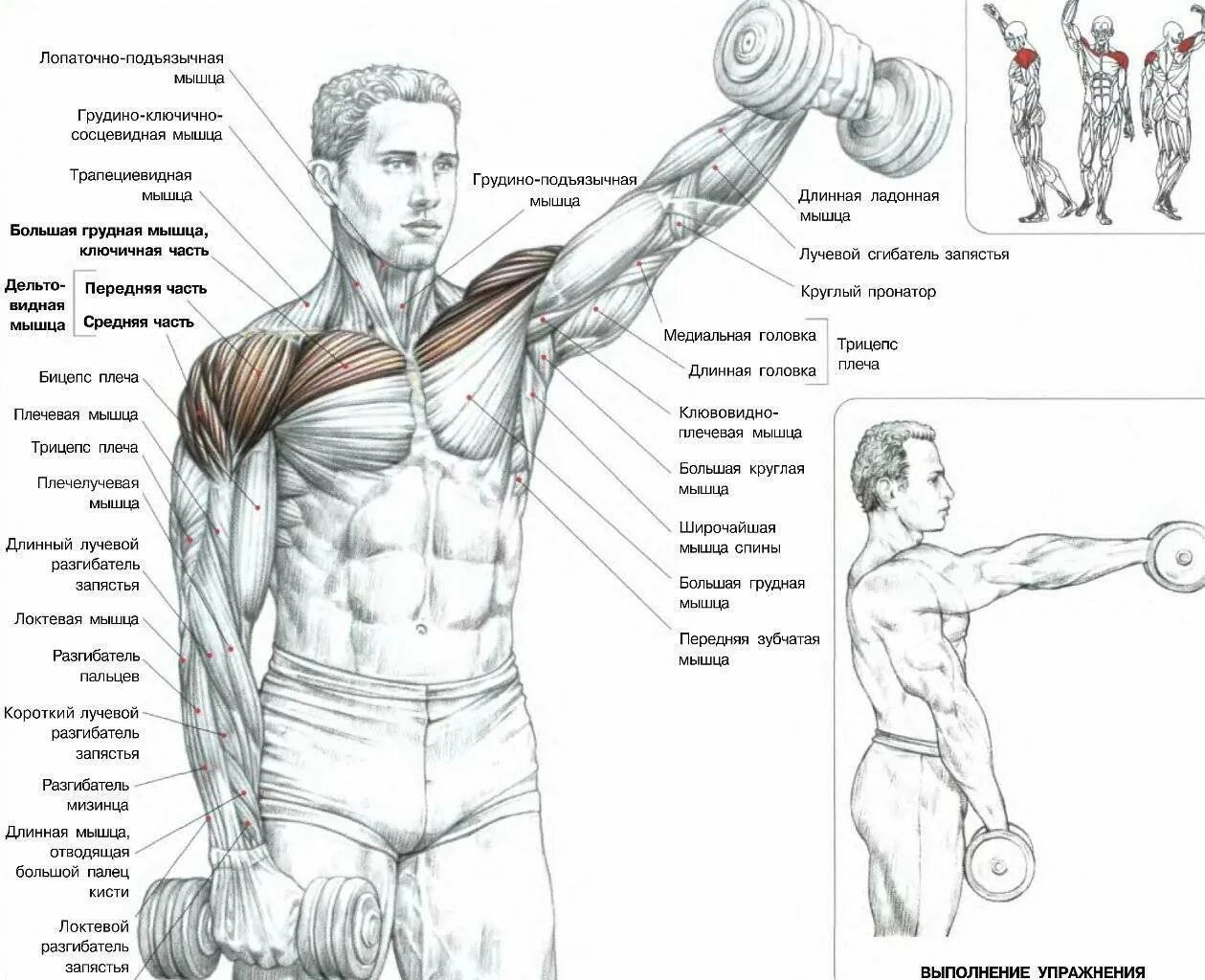 Накачать грудные гантелями. Подъем гантелей перед собой передняя Дельта. Подъем гантелей перед собой мышцы. Тренировка дельтовидных мышц гантелями. Упражнения на дельтовидные мышцы с гантелями.