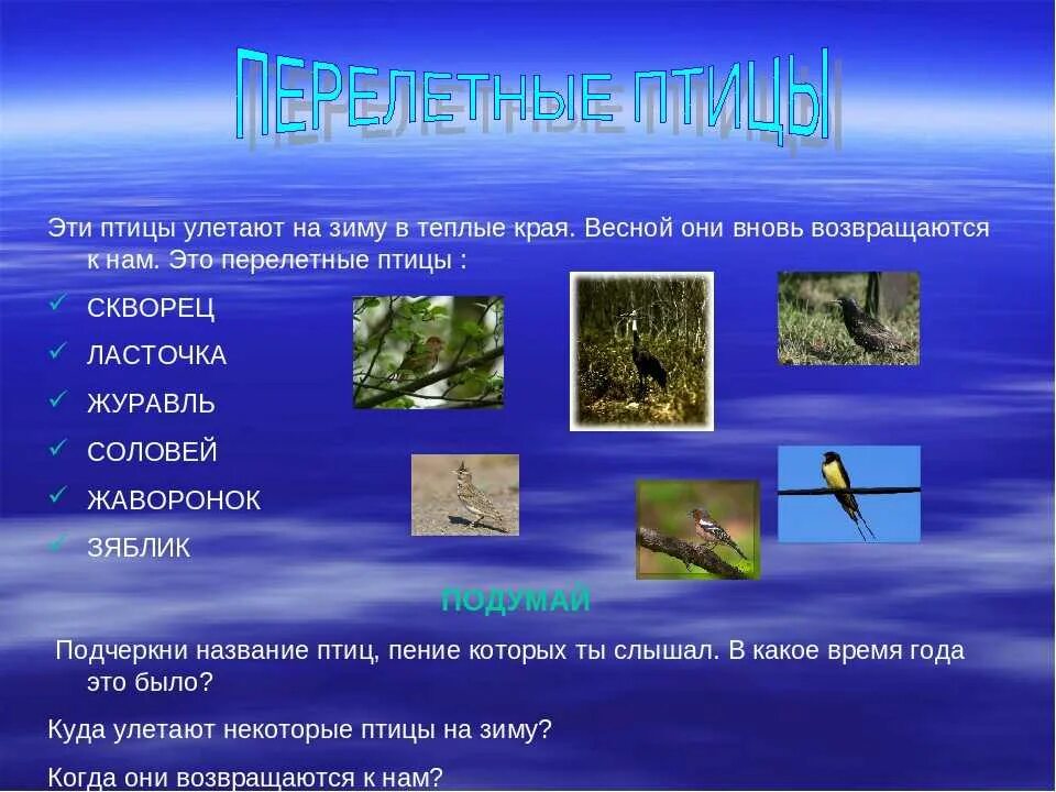 Почему некоторые птицы не улетают. Куда улетают птицы. Теплые страны куда улетают птицы. Куда улетают зимовать птицы. Куда улетают птицы на Юг.