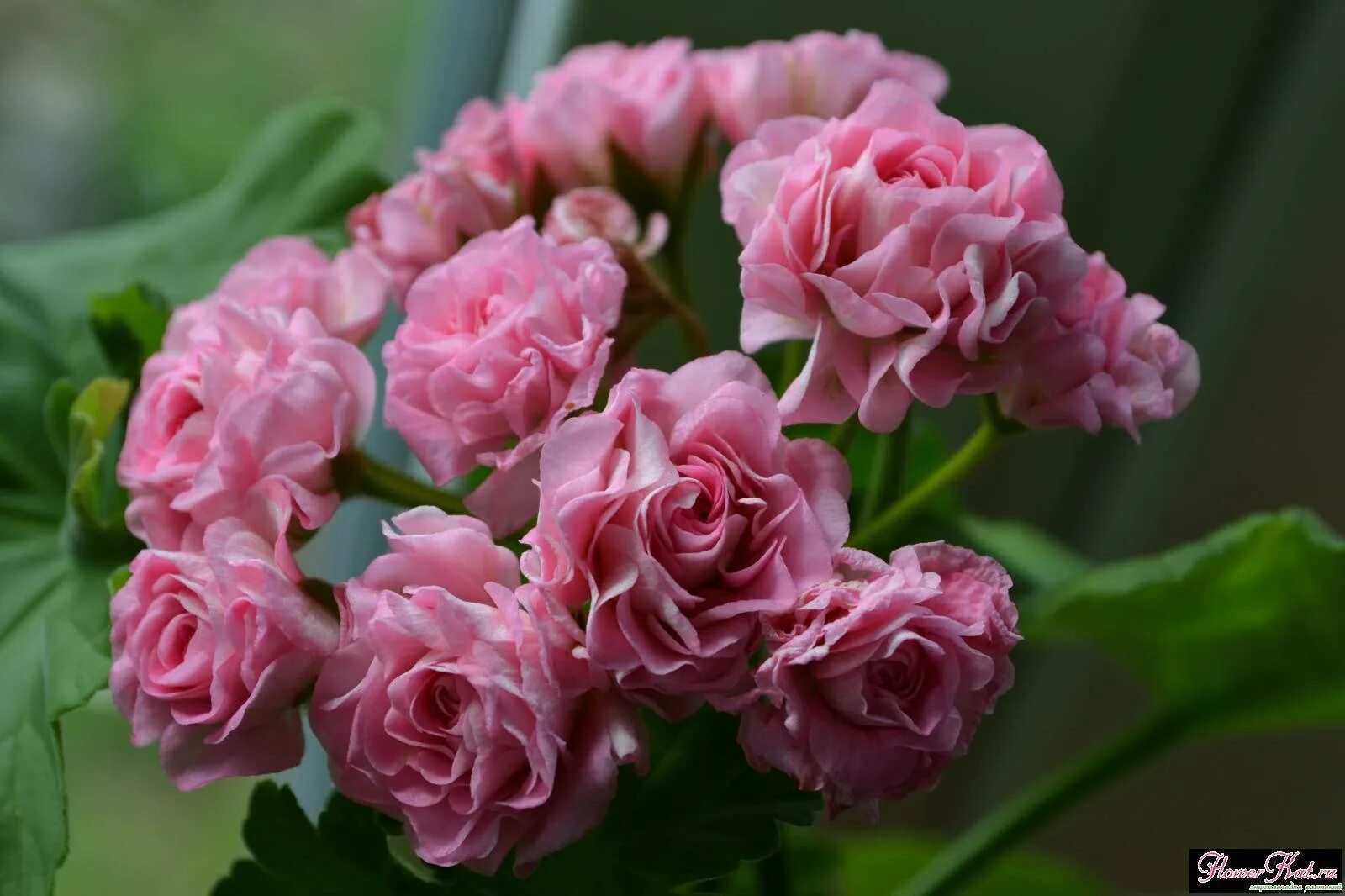 Пеларгония австралиан Пинк. Пеларгония Pink Rosebud. Австралиан Пинк розебуд. Australian Rosebud пеларгония.