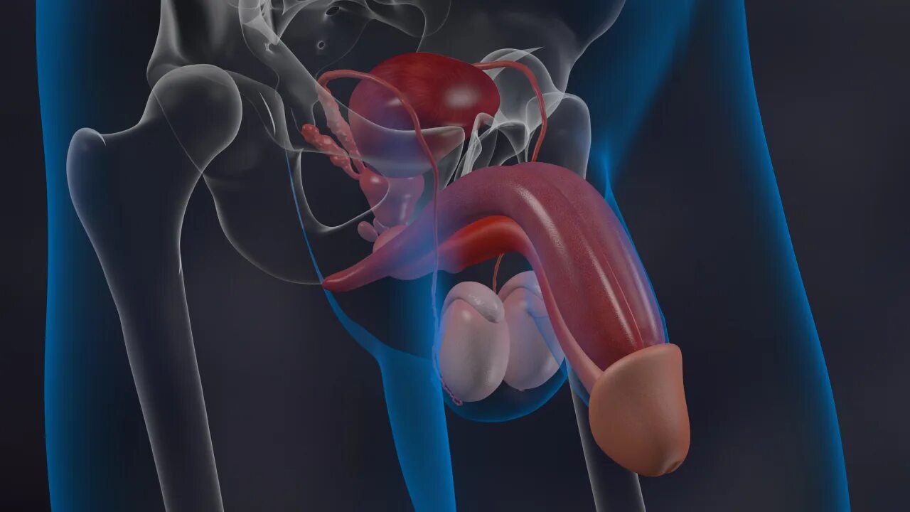 Эректильная дисфункция. Половой орган мужчины. Анатомия импотенции. Потенция креатив.