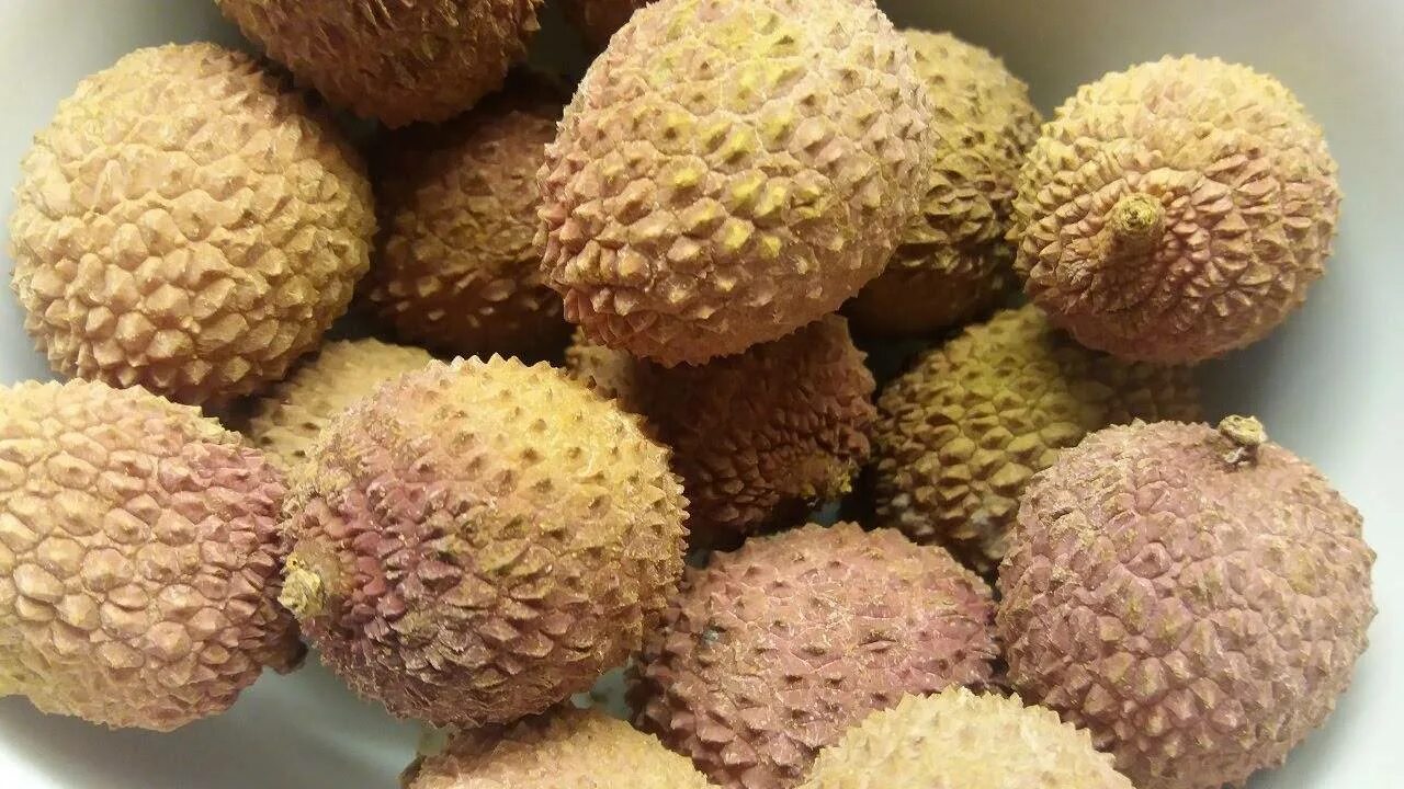 Как вырастить семена личи. Личи дерево. семена личи. семена растения личи. вырастить личи.