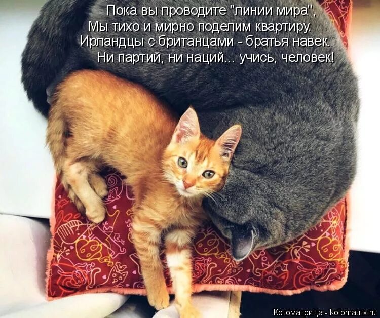 Кому повезло в жизни. Котоматрица. Повезло в жизни. Котоматрица свежак с надписями. Вот так повезло.