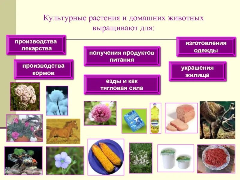 Какие изделия получают из растений. Культурные растения и домашние животные. культурные растения. выращиваемые культурные растения. классификация культурных растений.