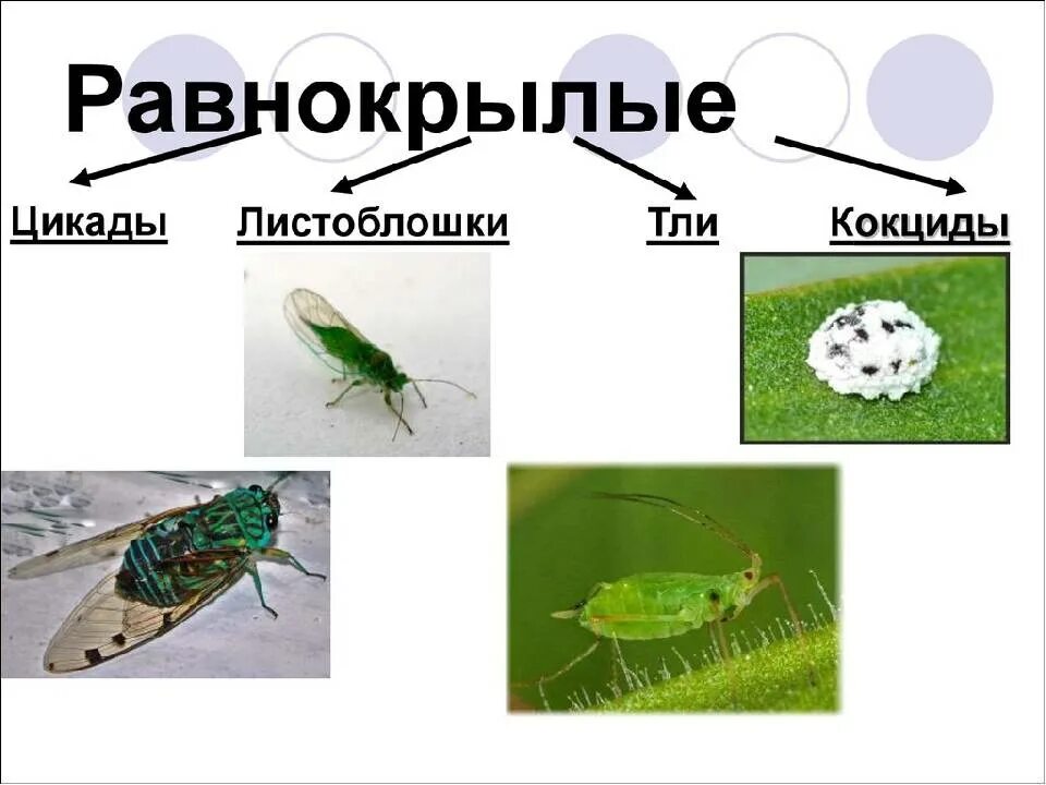 К какому отряду относится цикада равнокрылые. Отряд насекомых равнокрылые представители. отряд равнокрылые цикл развития. характеристика отряда равнокрылые. равнокрылые представители 7 класс биология.