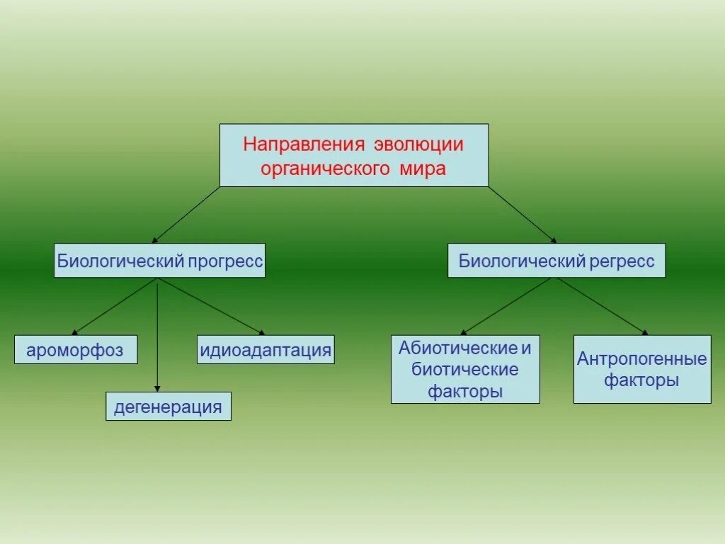 Результат биологического прогресса. Главные направления эволюции биологический Прогресс.