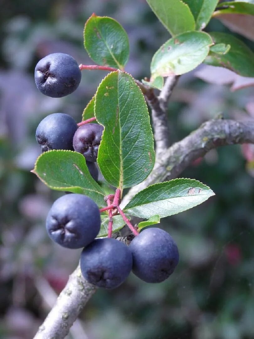 Aronia melanocarpa. Aronia Berry. Арония черноплодная. Арония викинг