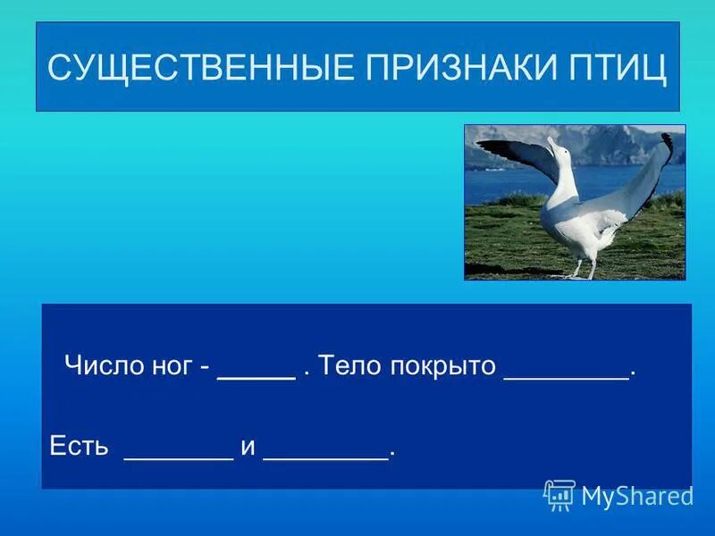 Средняя скорость полета птицы. Птиц какое число. От чего зависит число птиц по летающих зимой к кормушке проект. Птиц какое число. Улетают в теплые края.
