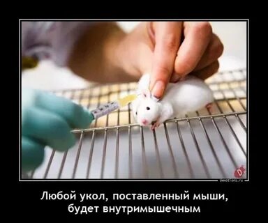 Ставь мышь