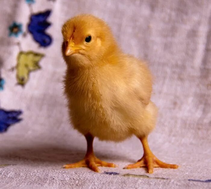 Фотография в полный рост курами. Курица рост 150. Цыплята Орпингтон фото трехмесячного.