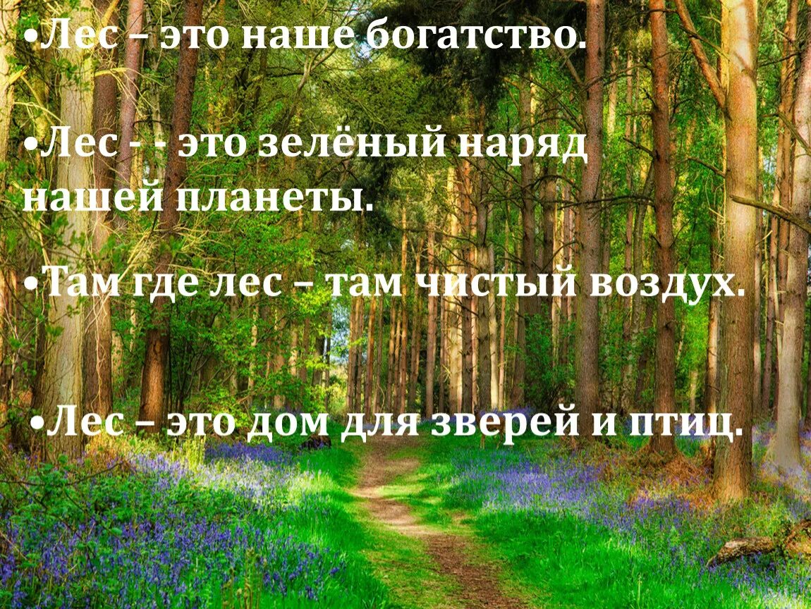 1 лес наше богатство. Лес наше богатство. Лес наше богатство для дошкольников. Тема лес наше богатство. Стих лес наше богатство.