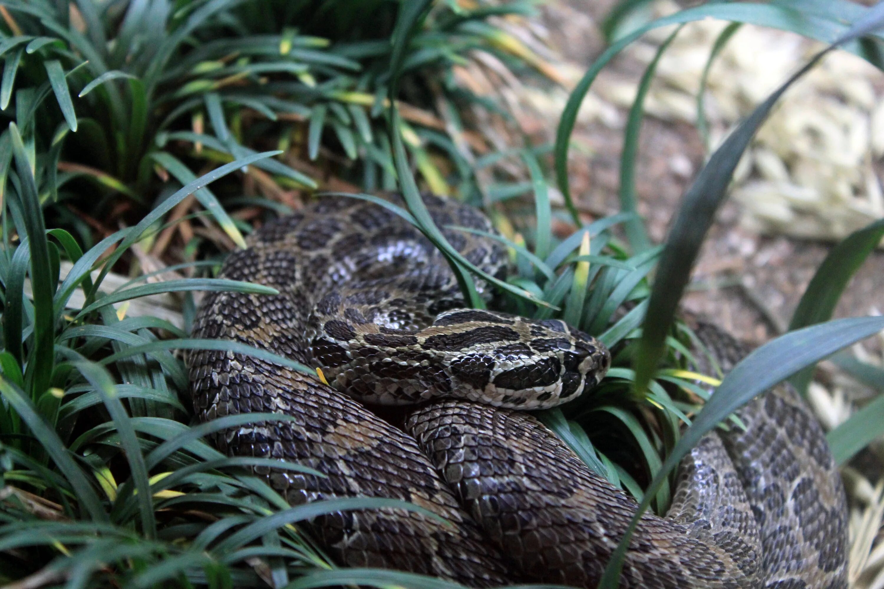 Травоядные змеи. Crotalus polystictus. Королевская змея Негрита. Мексиканская Королевская змея. Мексиканская гремучая змея.