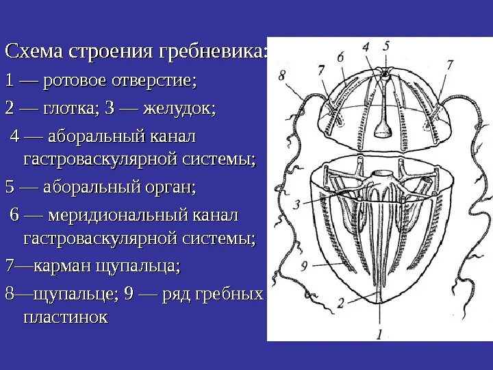 Ротовое отверстие глотка. Схема строения гребневика. Гребневики строение. Пищеварительная система гребневиков. Внутреннее строение гребневика.