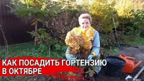 Как пересадить гортензию осенью в горшок
