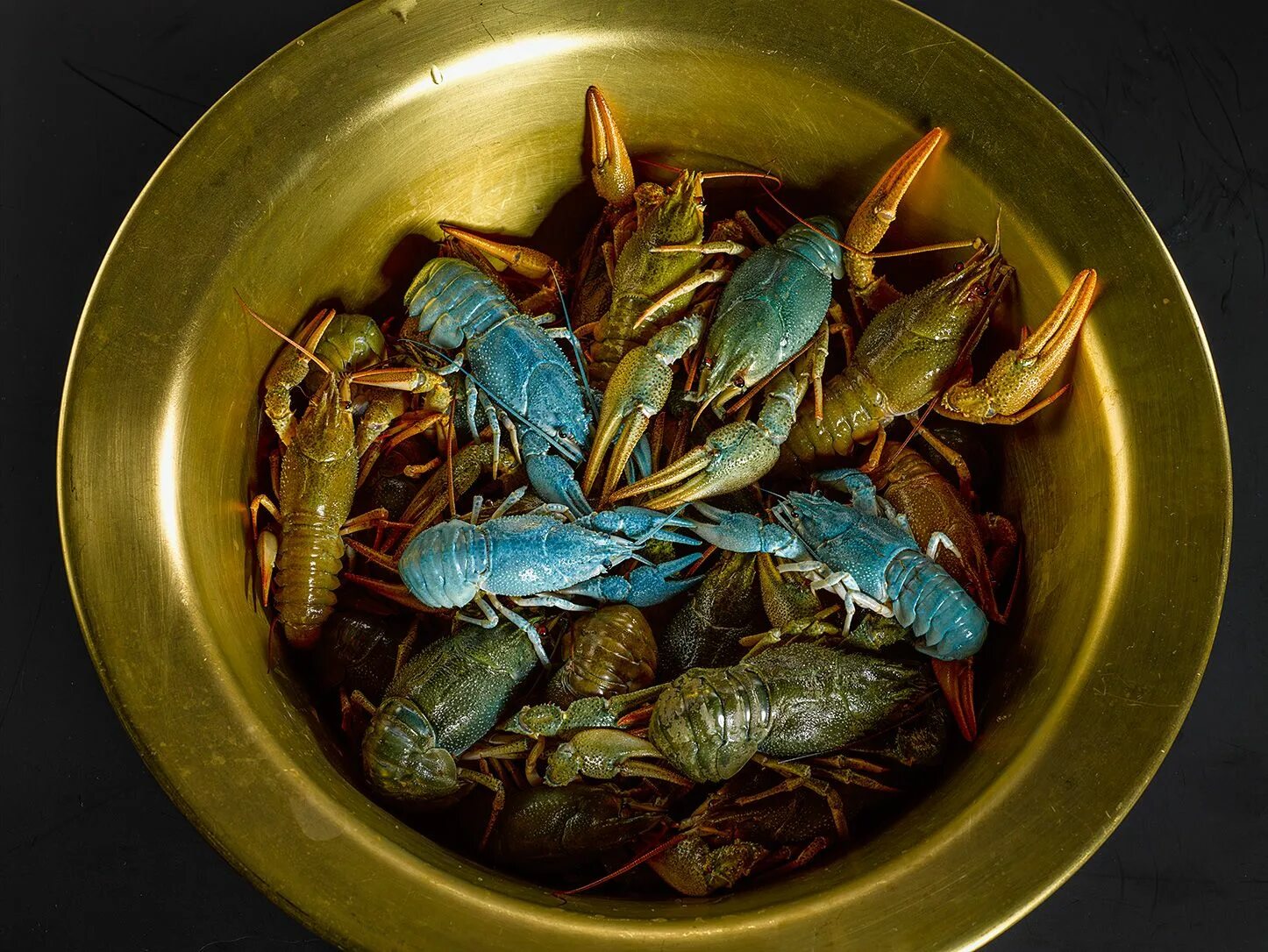 Известные виды раков. Синий лобстер. Голубые креветки для еды. Голубой Омар блюдо. Голубой Омар вареный.