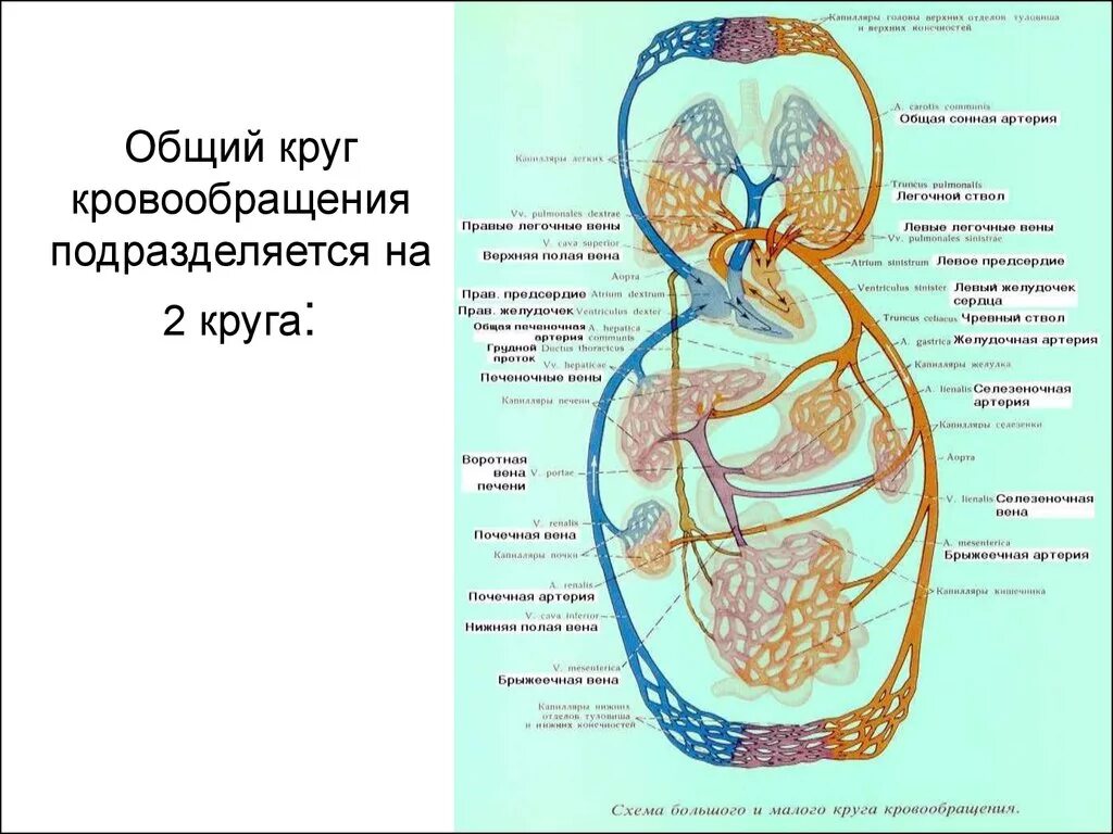 Воротная Вена круг кровообращения. Общий план большого и малого круга кровообращения. Вены малого круга кровообращения схема. Большой круг кровообращения воротная Вена. Что входит в кровообращения