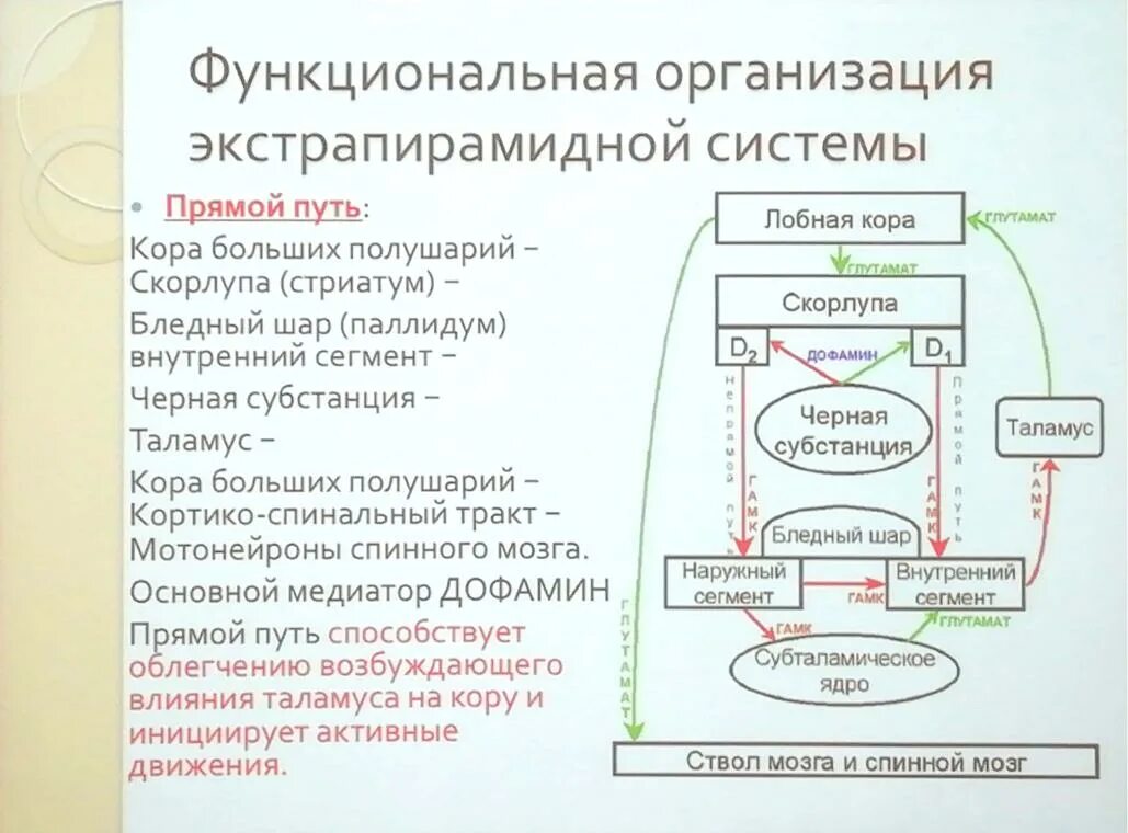 Функциональная организация движений