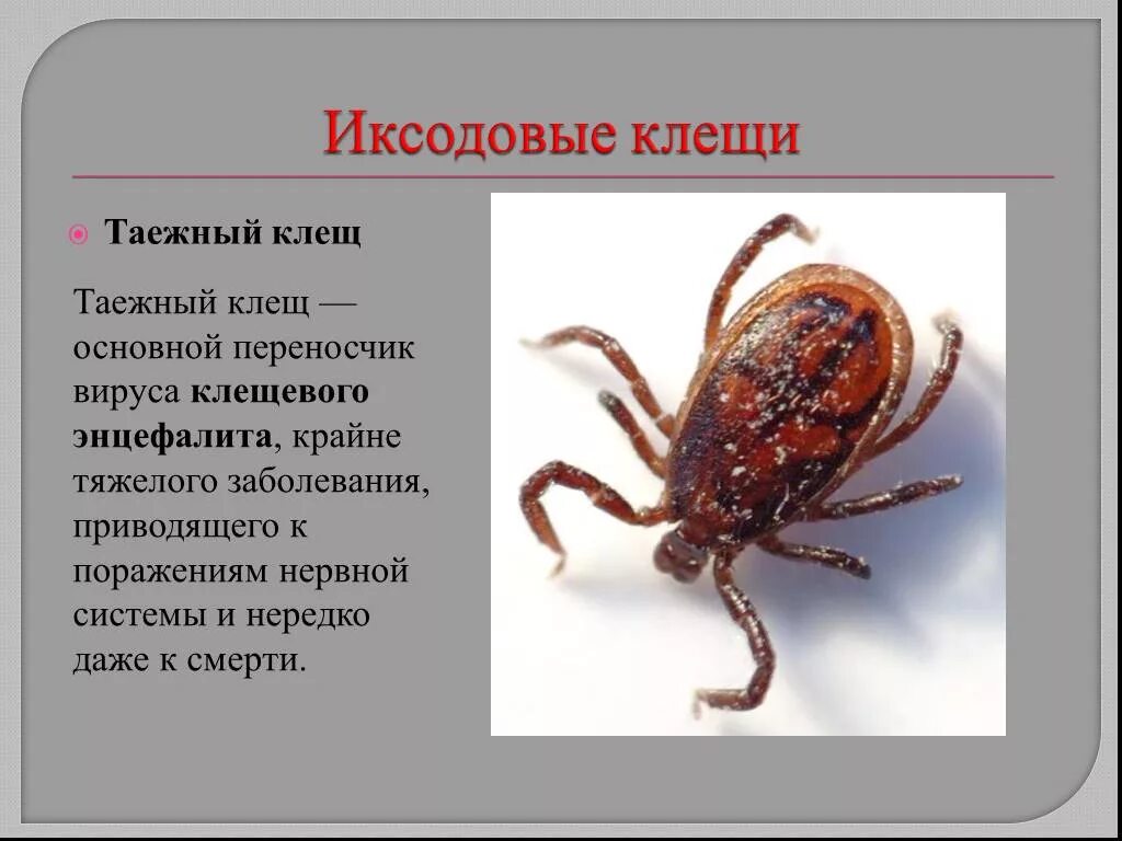 Переносчик паукообразных