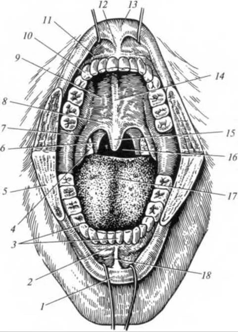 Полость рта костные стенки. Небные железы (glandulae Palatinae). Ротовая челюсть строение. Небно-язычная дужка – Arcus palatoglossus.
