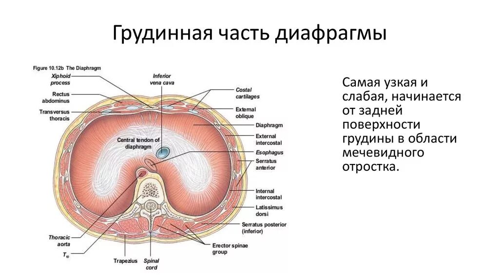 Какой тканью образована диафрагма. Строение диафрагмы анатомия. строение диафрагмы топографическая анатомия. диафрагма отделы отверстия функции. диафрагма топография анатомия.