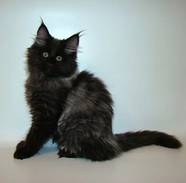 мейн кун рыжий. мейкун имя для мальчика чёрный мрамор. котята мейн-куна в 2 месяца. котята мейн куна 1 месяц. мейн кун 2 месяца.