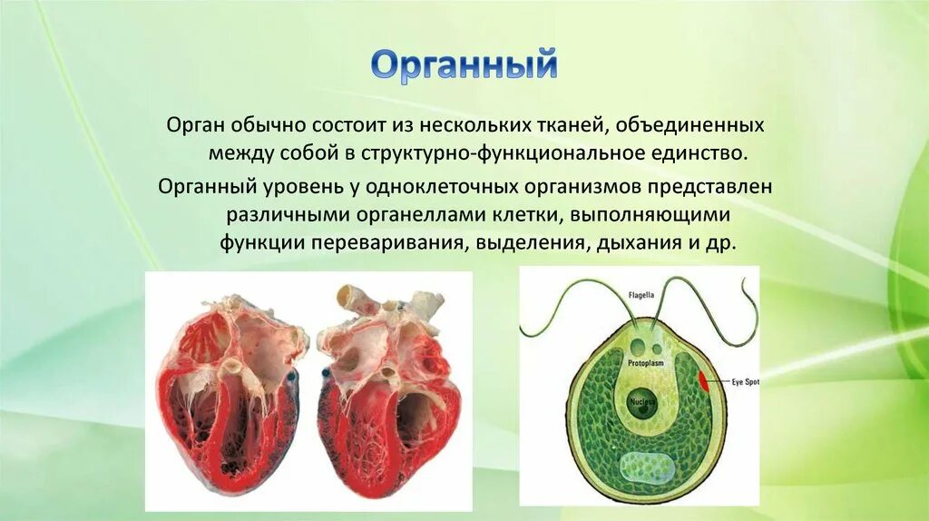 Органный уровень организации. Органный уровень организации жизни. Уровни живой материи органный. Органный уровень организации живой материи.