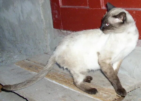 найденные коты таганрог. найден кот таганрог. таганрог пропал черный котенок. нашли черного кота таганрог.