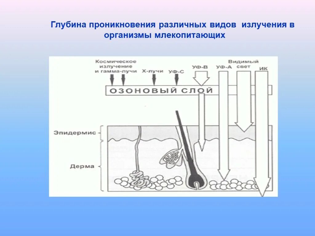 Проникнуть в глубь. Глубина проникновения излучения. Глубина проникновения радиации. Глубина проникновения ионизирующего излучения. Глубина проникновения видов излучения.