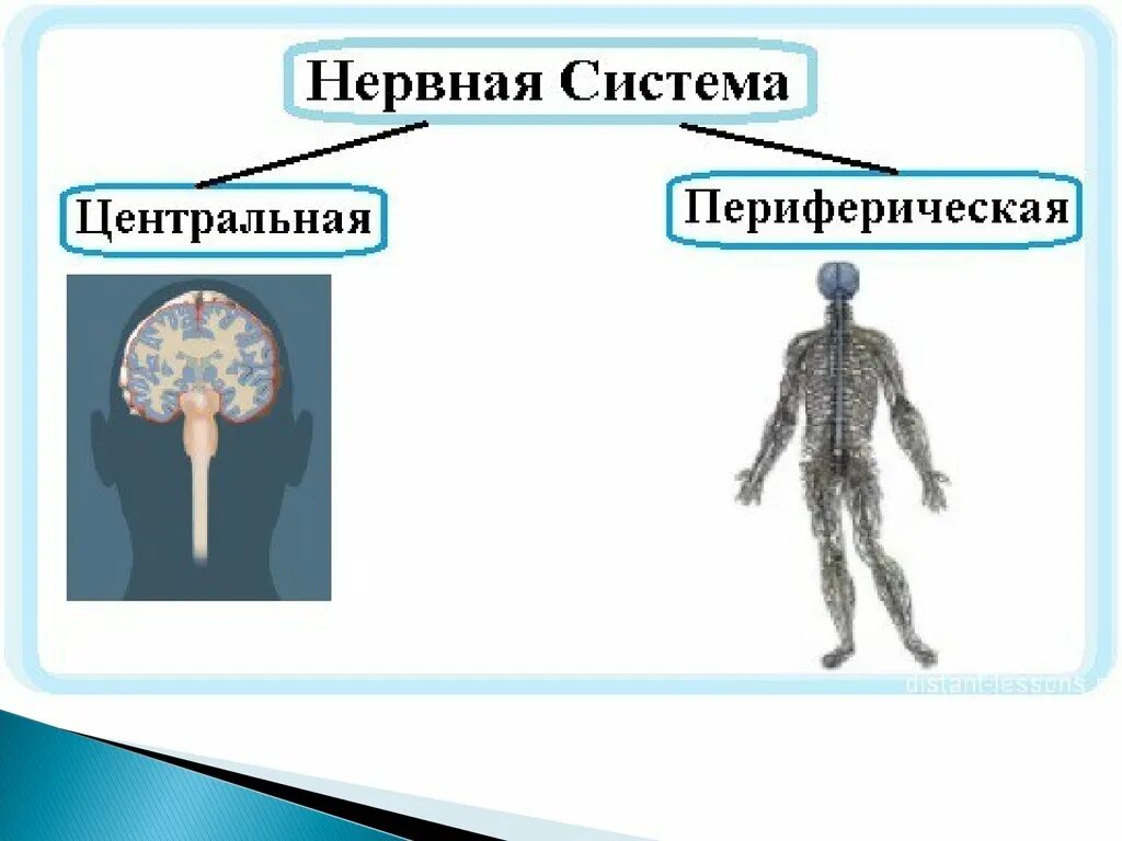 Нервная система ЦНС И ПНС схема. Схема строения центральной нервной системы. Нервная система человека строение Центральная и периферическая. Периферическая и Центральная нервная система. Функции ЦНС. В состав центральной нервной системы входят