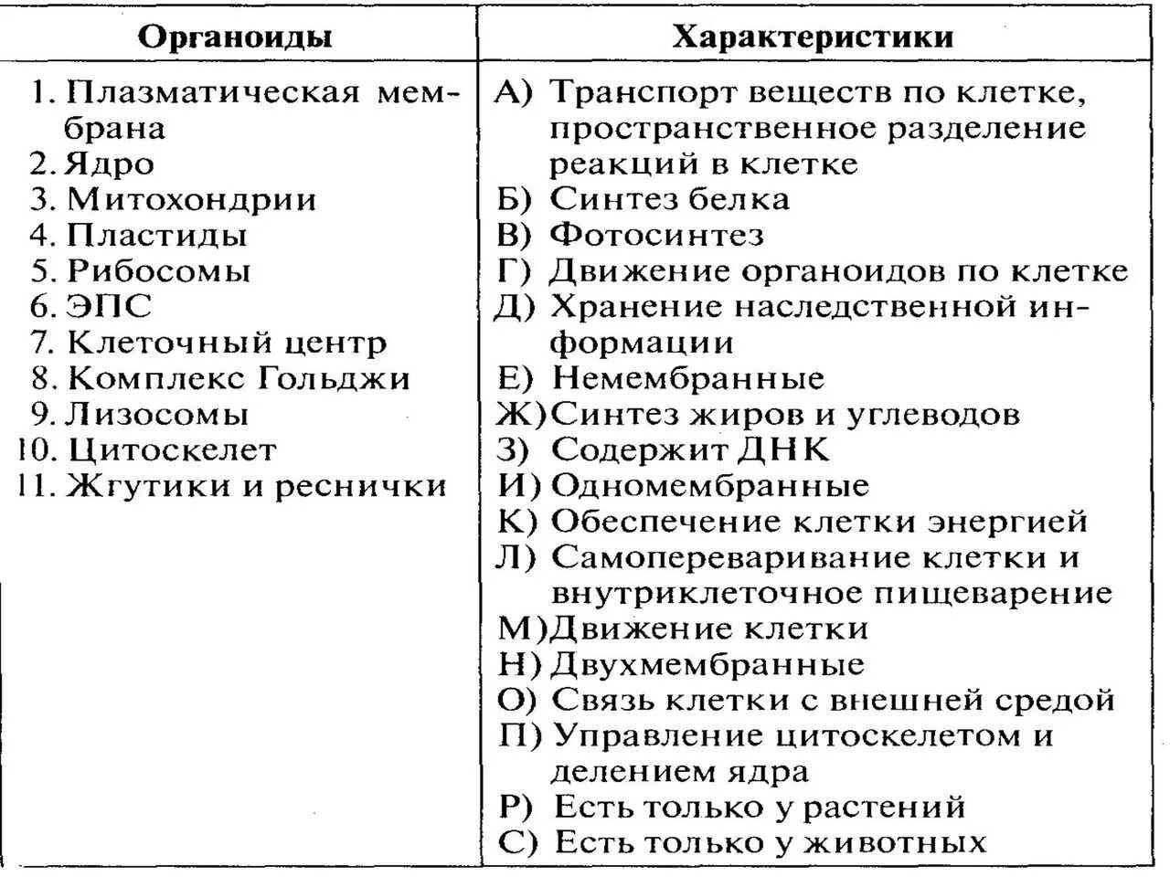 Органоиды клетки тест