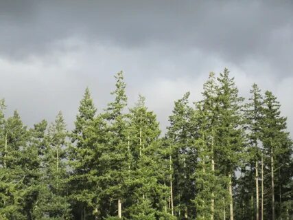 Tree tops