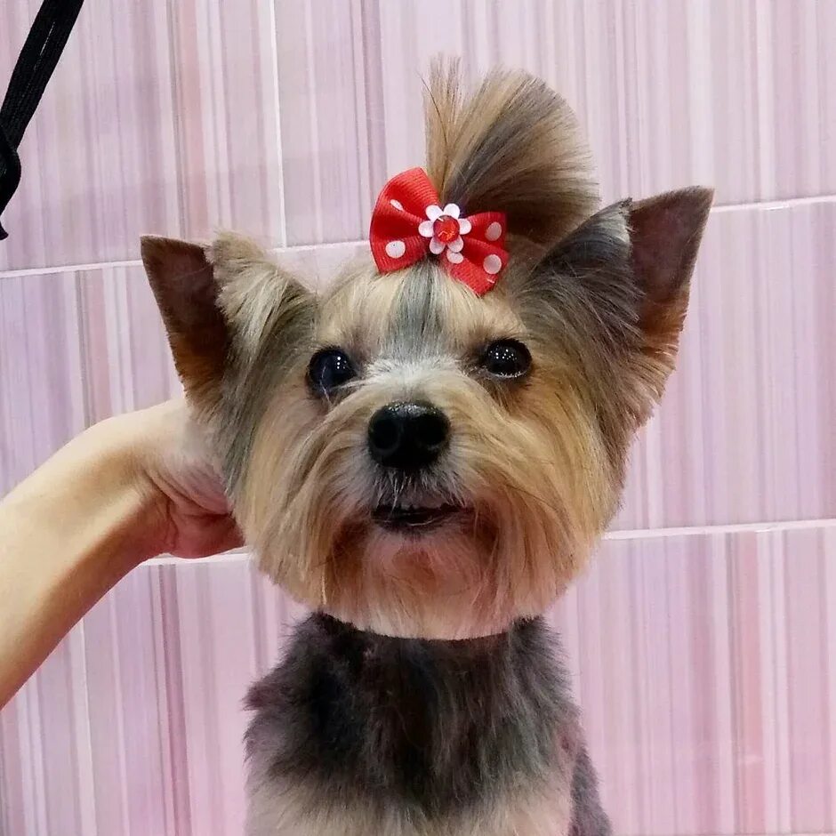 Причёски для йорков девочек. Йоркширский терьер щенок девочка. Йоркширский терьер стандарт стрижки. Йоркшир терьер мини. Терьер йоркширский стриженный.