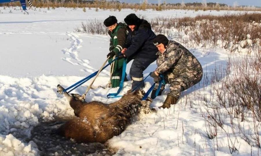 Спасение диких животных. Спасение животных в лесу. егерь спасает животных.