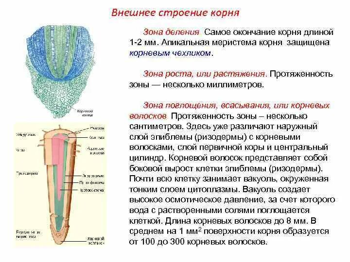 Корневой кончик. Строение корня зона растяжения. Зоны корня корневой чехлик функции. Апикальная меристема зона корня. Строение чехлика корня.