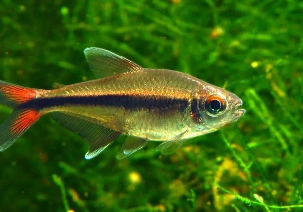 Тетра физика. Hyphessobrycon stegemanni. неон черный (hyphessobrycon herbertaxelrodi).. неон золотой аквариумная рыбка. тетра костелло.